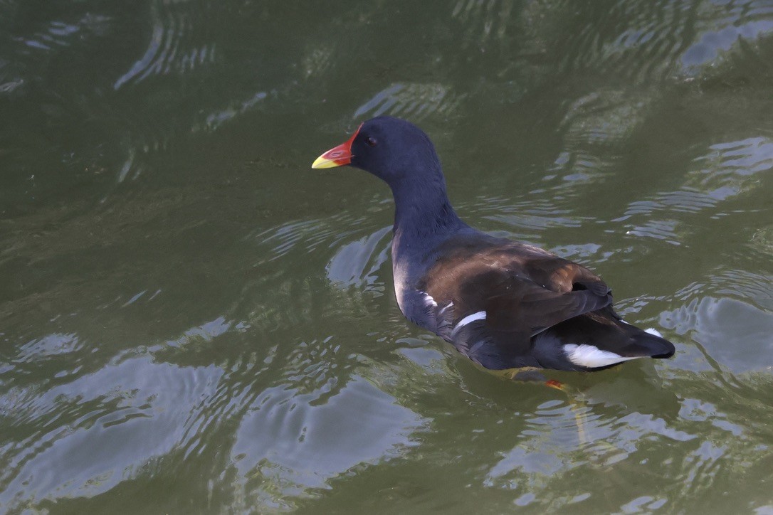 Eurasian Moorhen - ML642074798