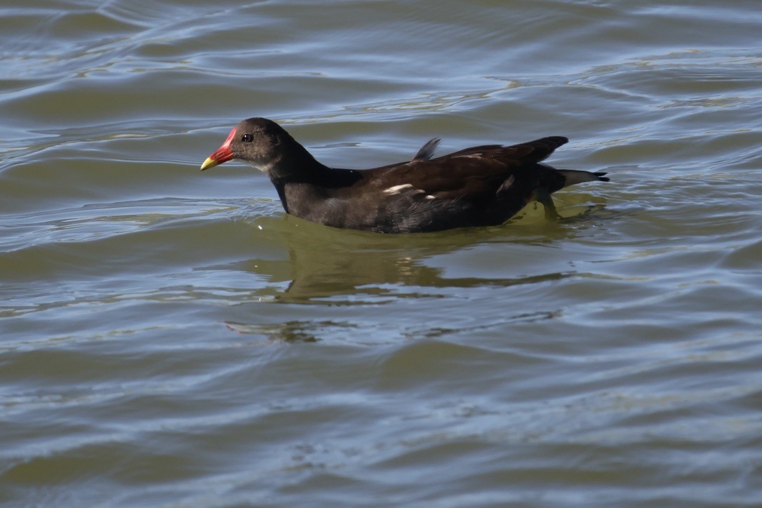 Eurasian Moorhen - ML642074799