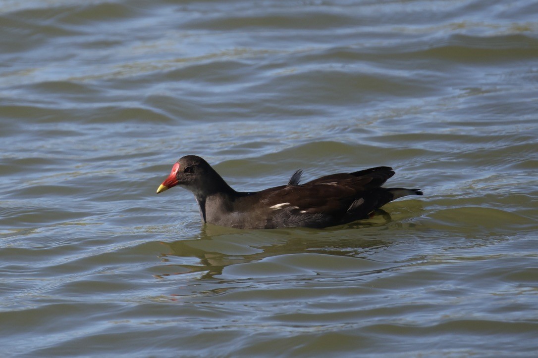 Eurasian Moorhen - ML642074800