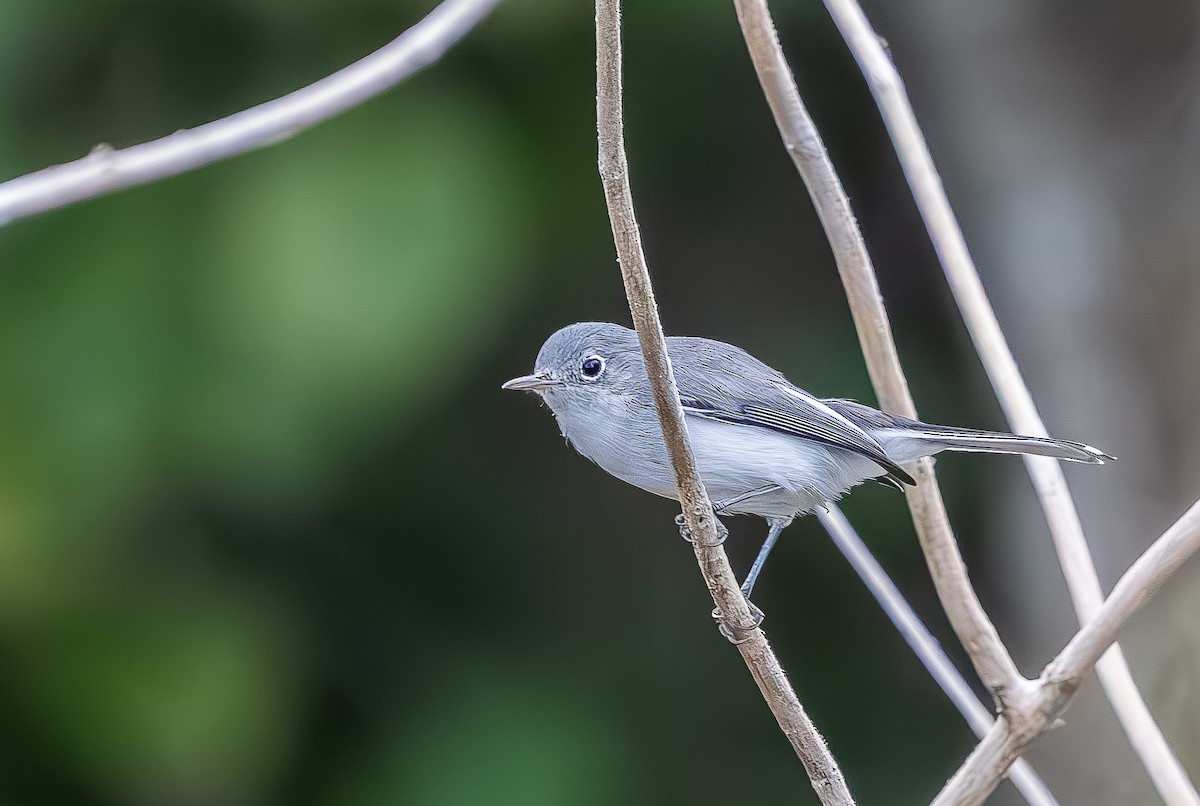 Blue-gray Gnatcatcher - ML642074801