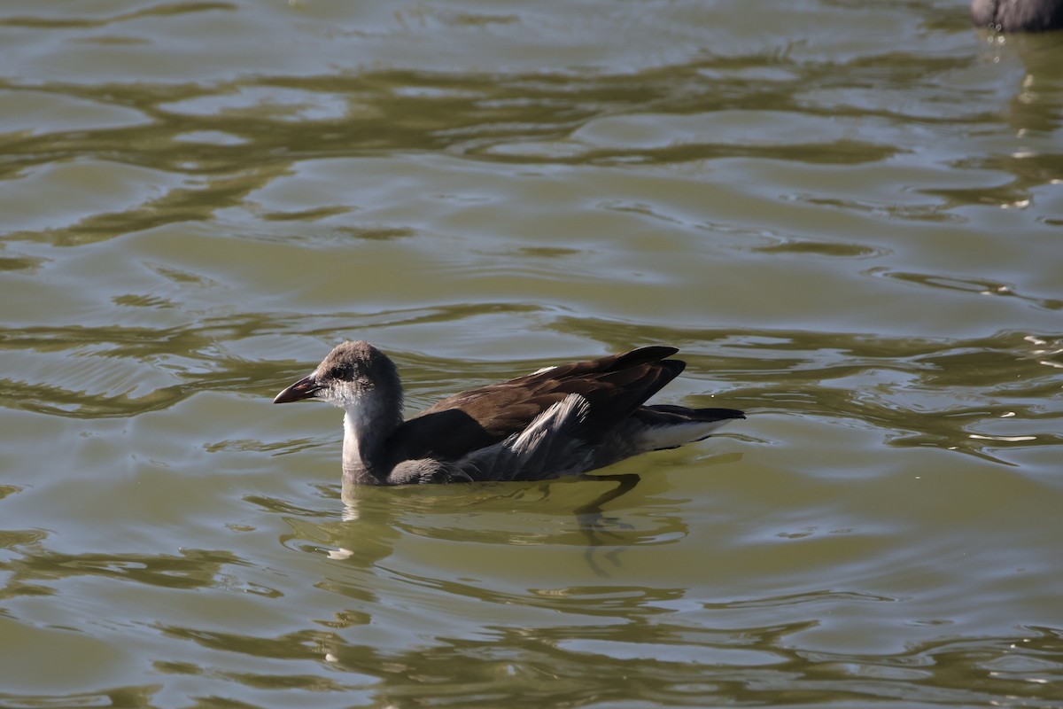 Eurasian Moorhen - ML642074802