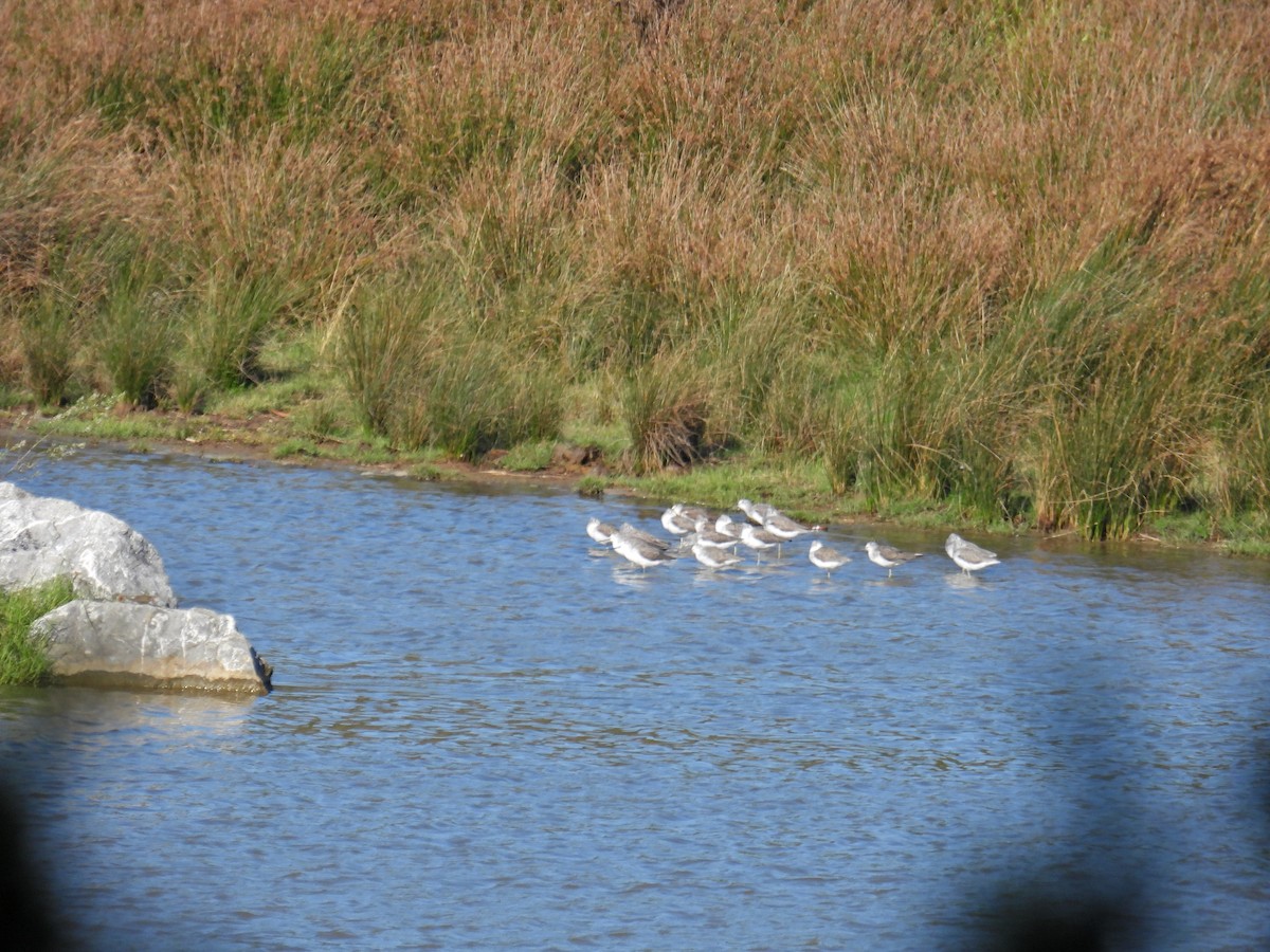 Common Greenshank - ML642074811