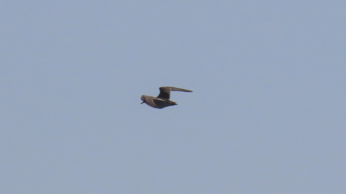 Pectoral Sandpiper - ML642074816