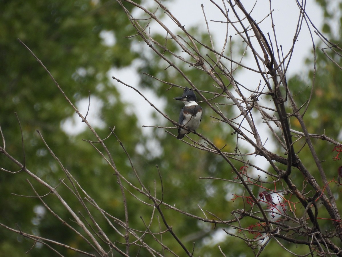 Belted Kingfisher - ML642074817