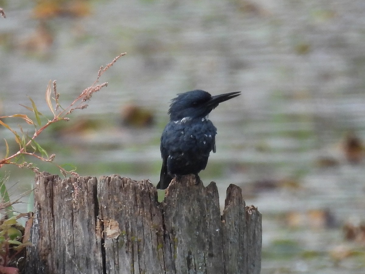 Belted Kingfisher - ML642074818