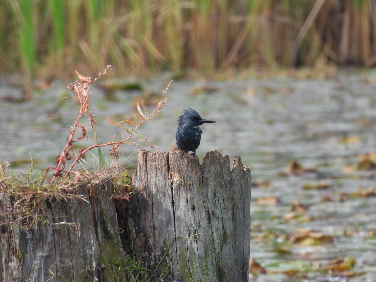 Belted Kingfisher - ML642074819