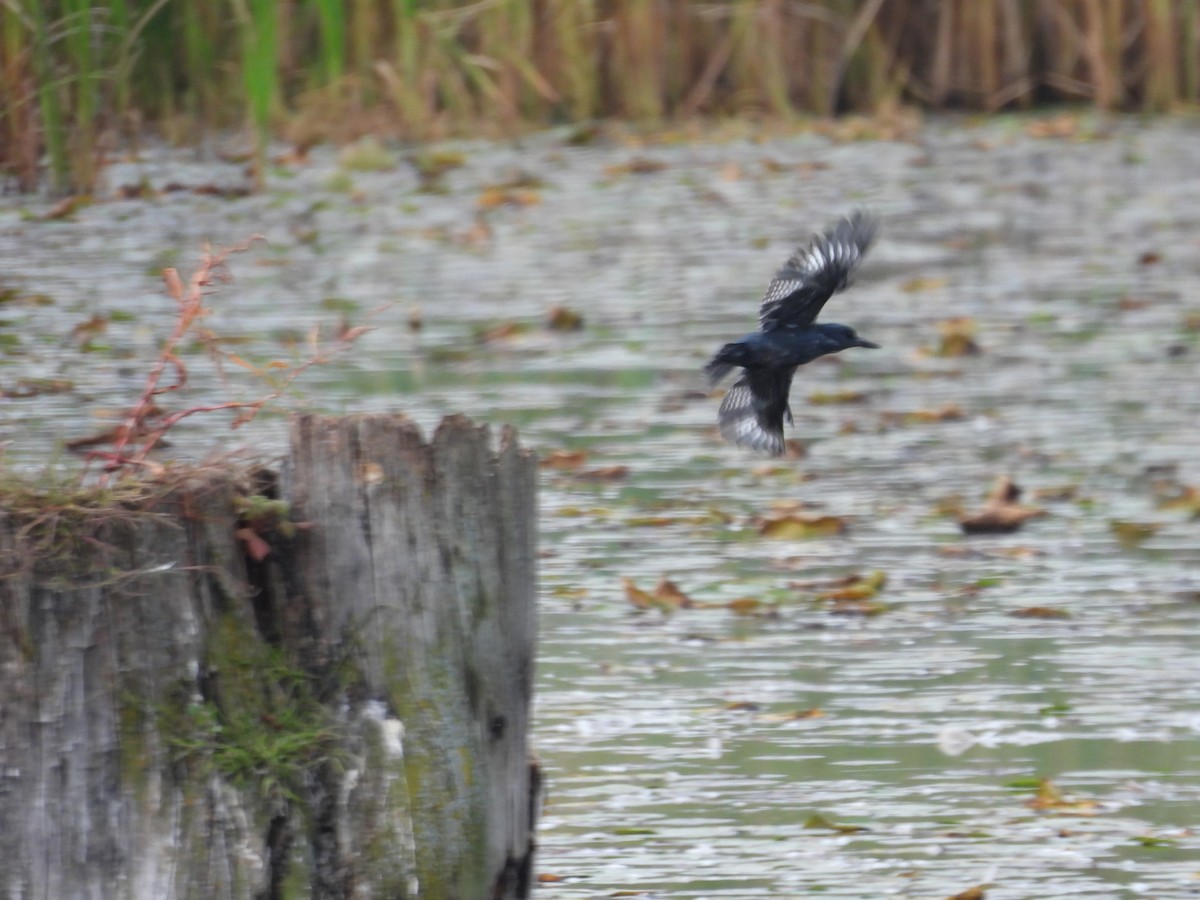 Belted Kingfisher - ML642074820