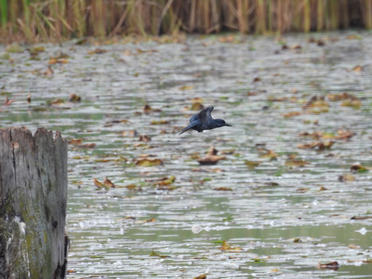 Belted Kingfisher - ML642074821