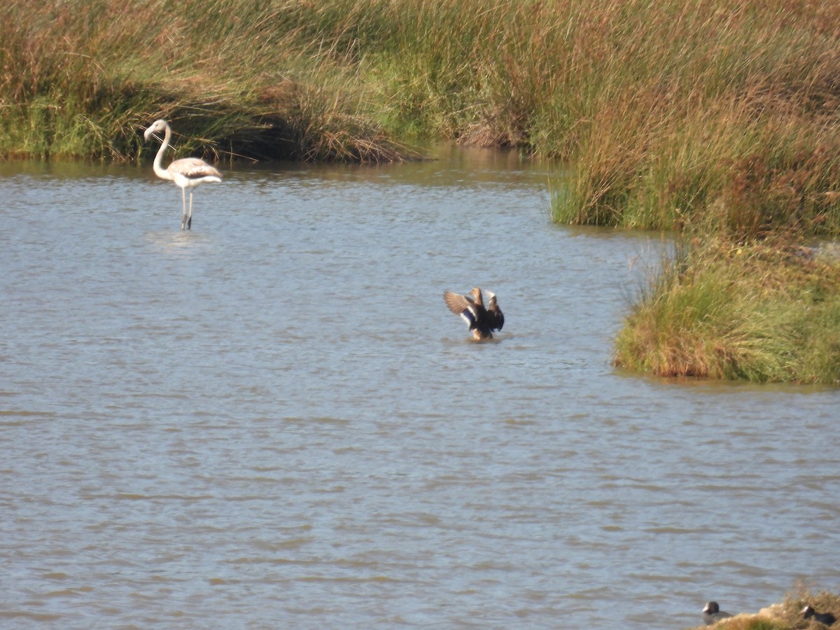 Greater Flamingo - ML642074822