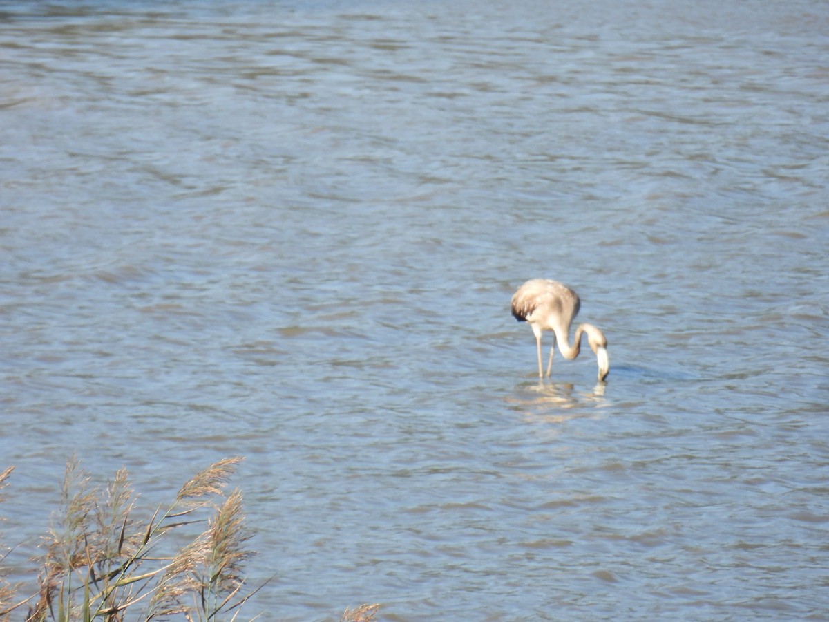 Greater Flamingo - ML642074823
