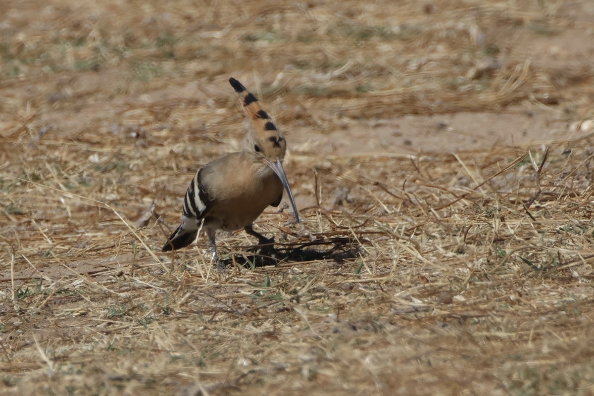 Common Hoopoe - ML642074835