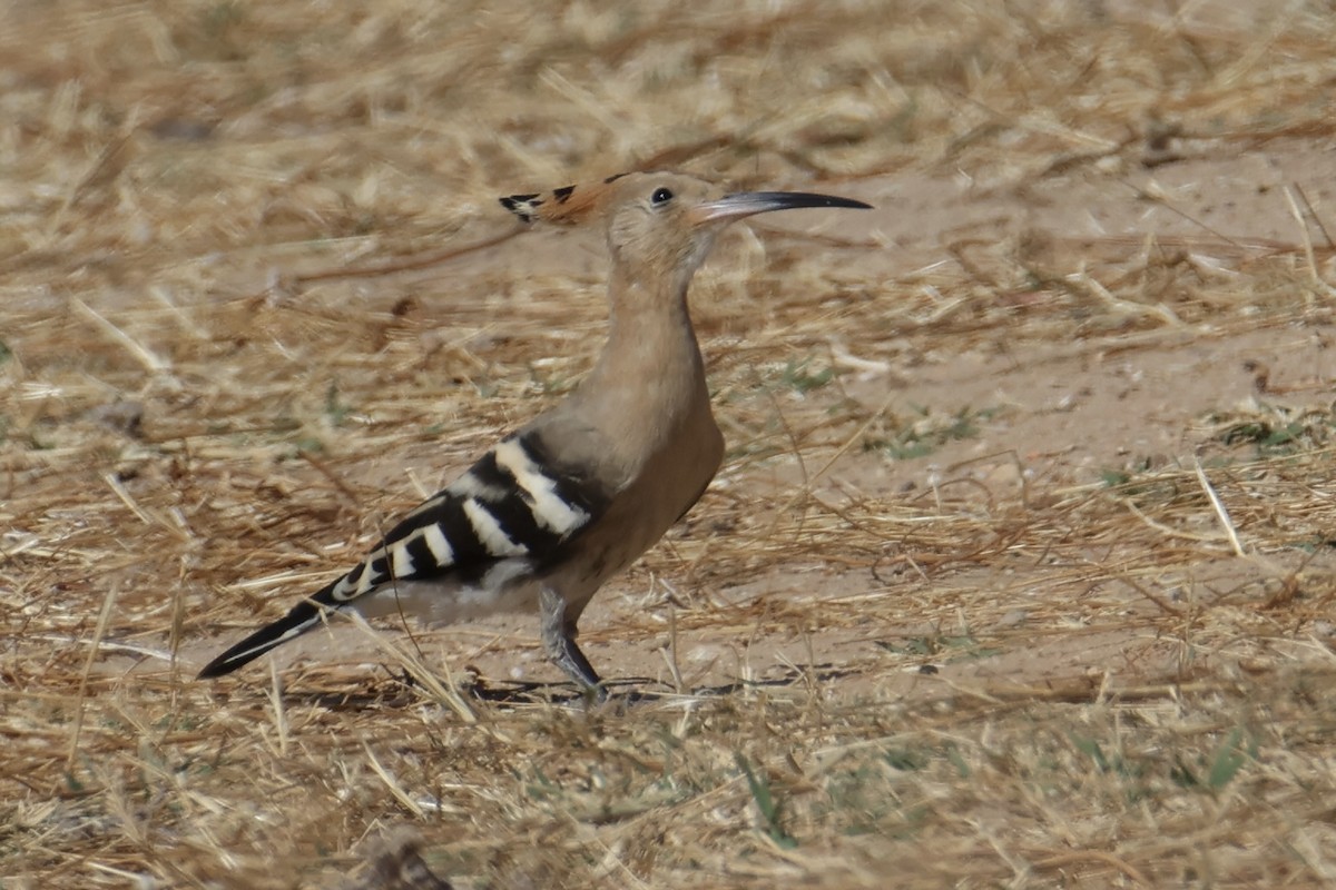 Common Hoopoe - ML642074836