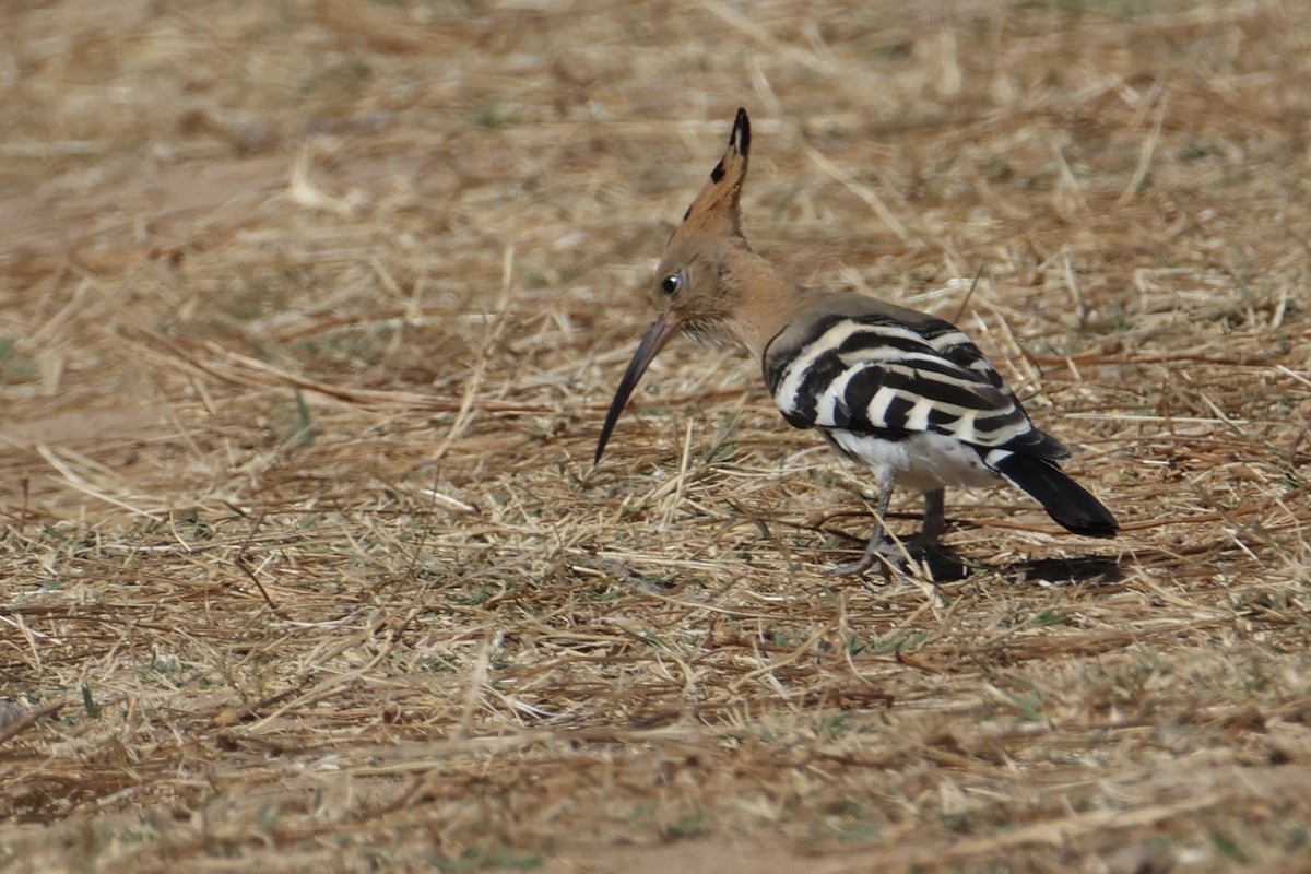 Common Hoopoe - ML642074837