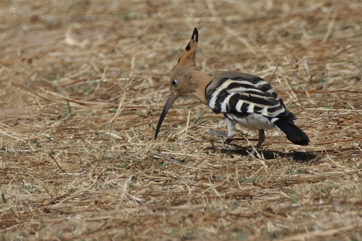 Common Hoopoe - ML642074838