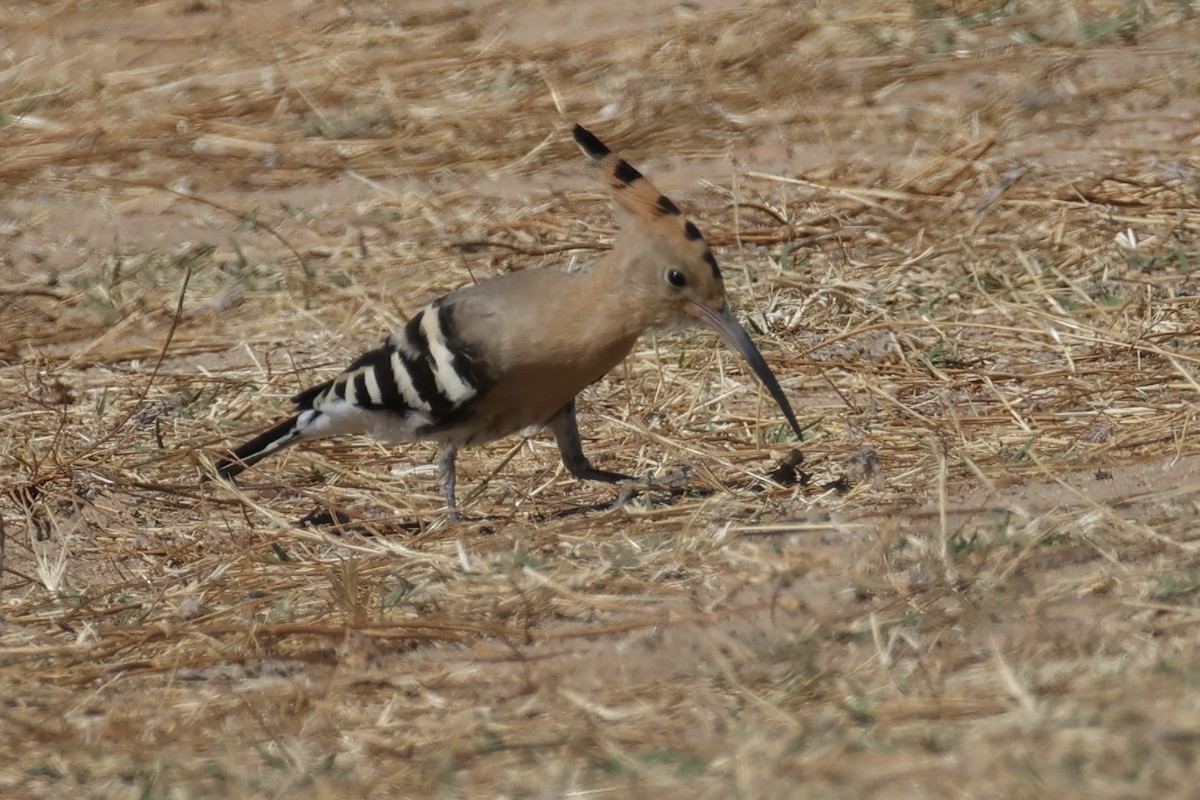 Common Hoopoe - ML642074839