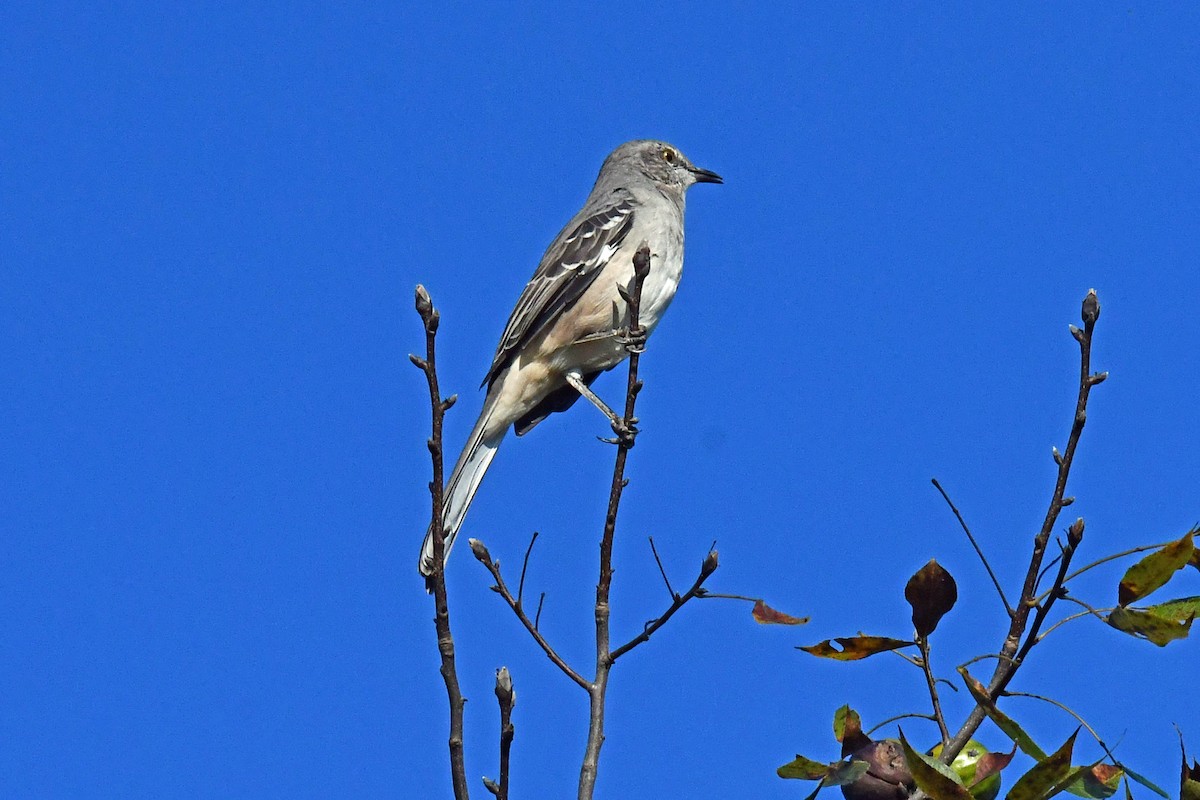 Northern Mockingbird - ML642074847