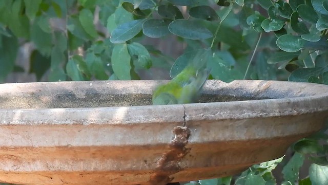 Painted Bunting - ML642074849