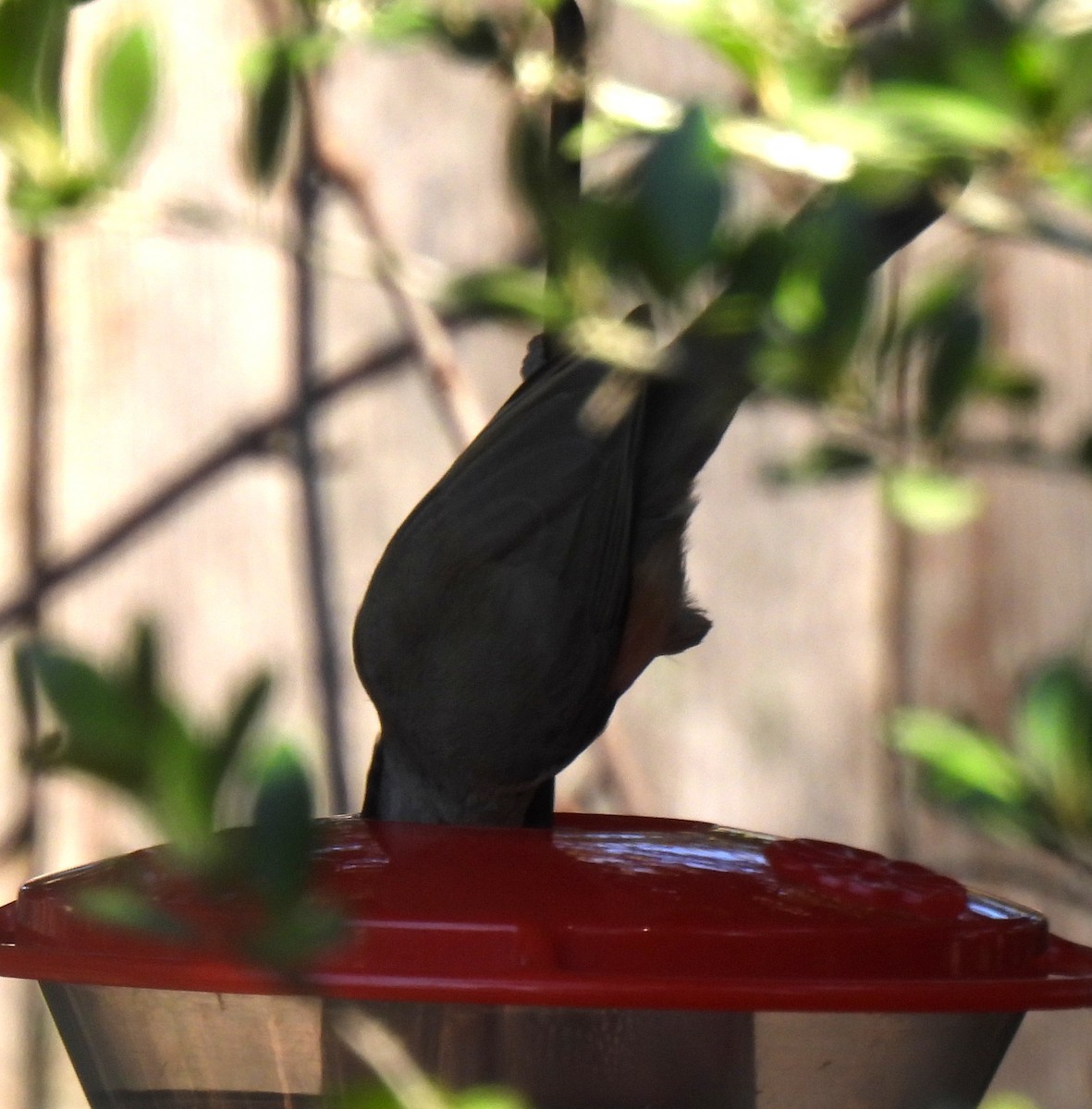 Tufted x Black-crested Titmouse (hybrid) - ML642074850