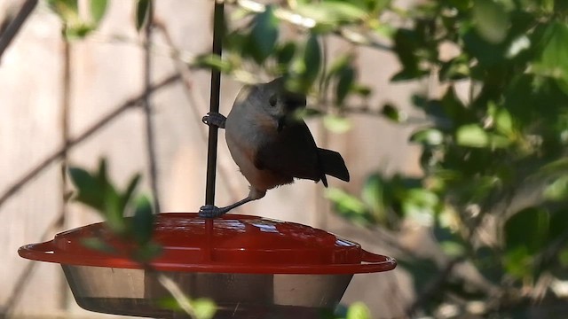 Tufted x Black-crested Titmouse (hybrid) - ML642074851