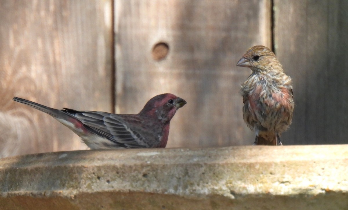 House Finch - ML642074855