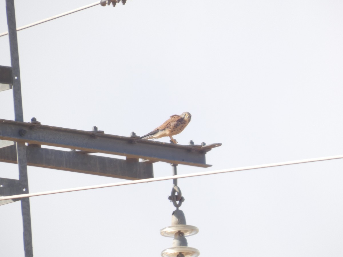 Eurasian Kestrel - ML642074856