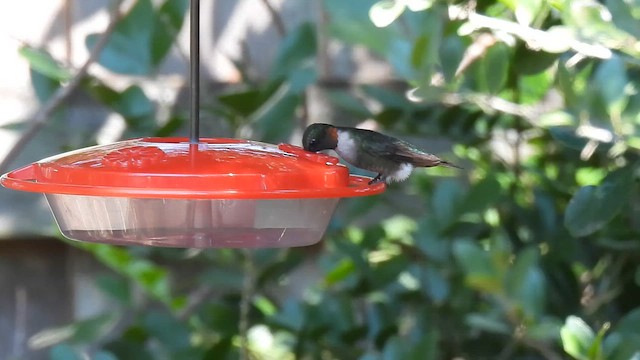Ruby-throated Hummingbird - ML642074866