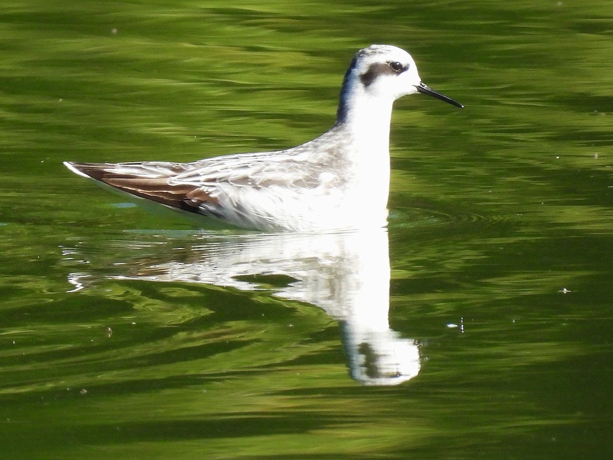 Red-necked Phalarope - ML642074882