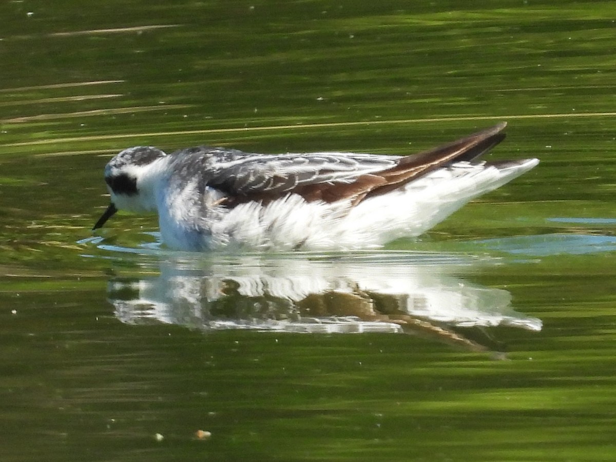 Red-necked Phalarope - ML642074890