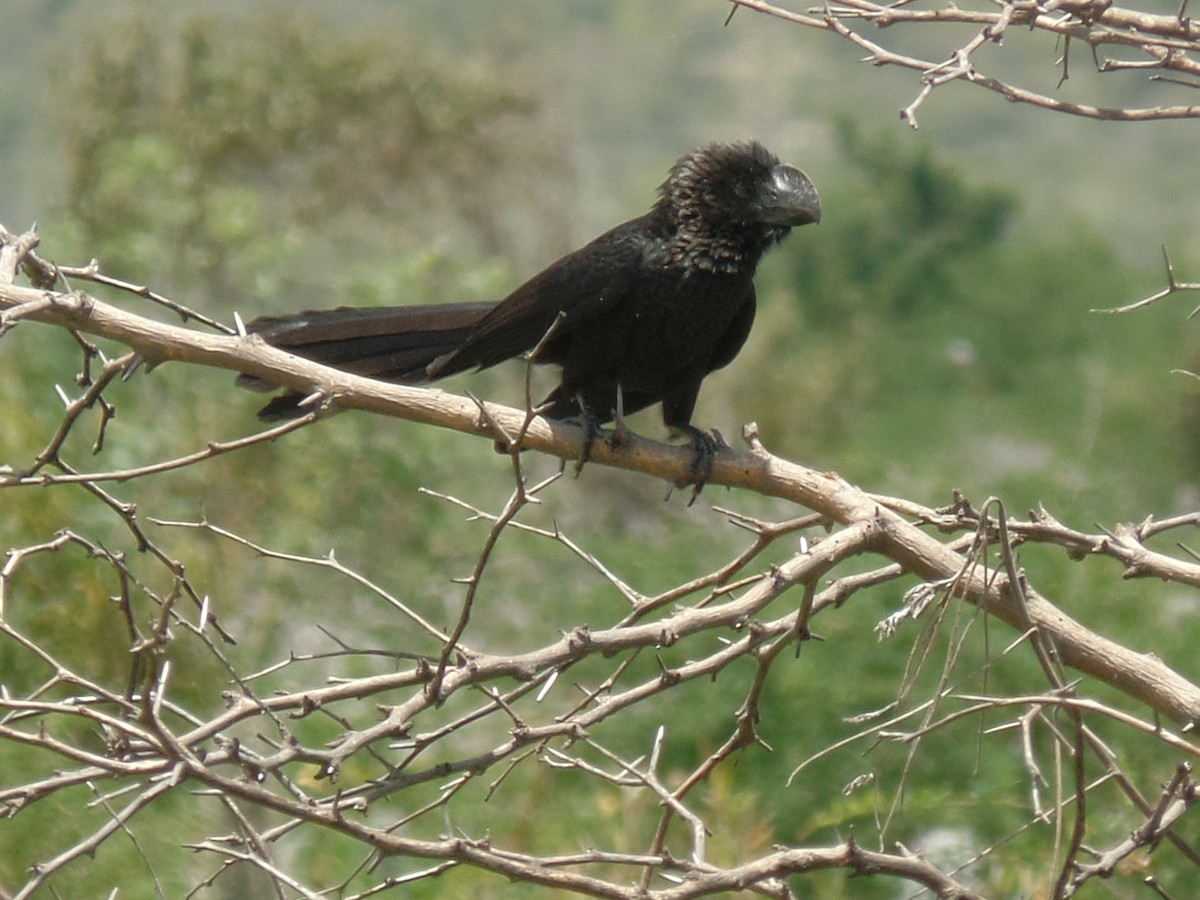 Smooth-billed Ani - ML642074898