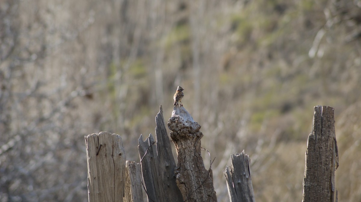 Rufous-collared Sparrow - ML64207491