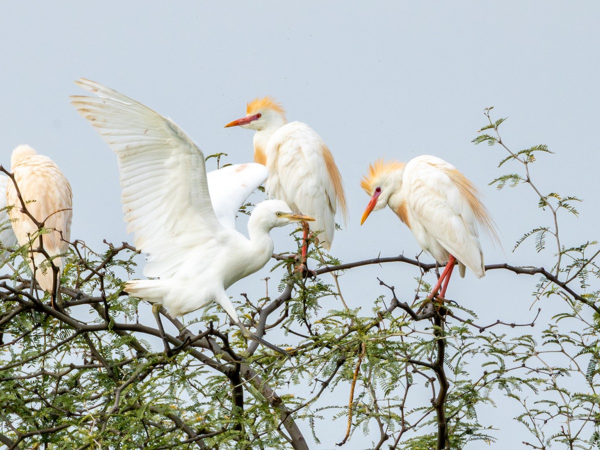 Western Cattle-Egret - ML642074911