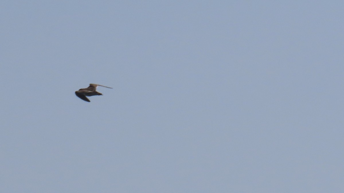 Pectoral Sandpiper - ML642074914