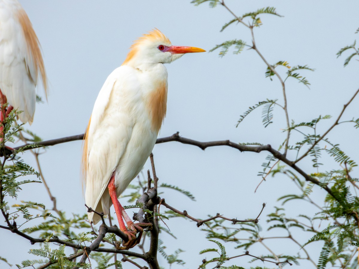 Western Cattle-Egret - ML642074915