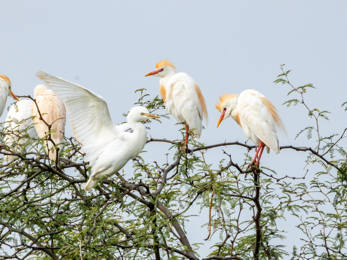 Western Cattle-Egret - ML642074939