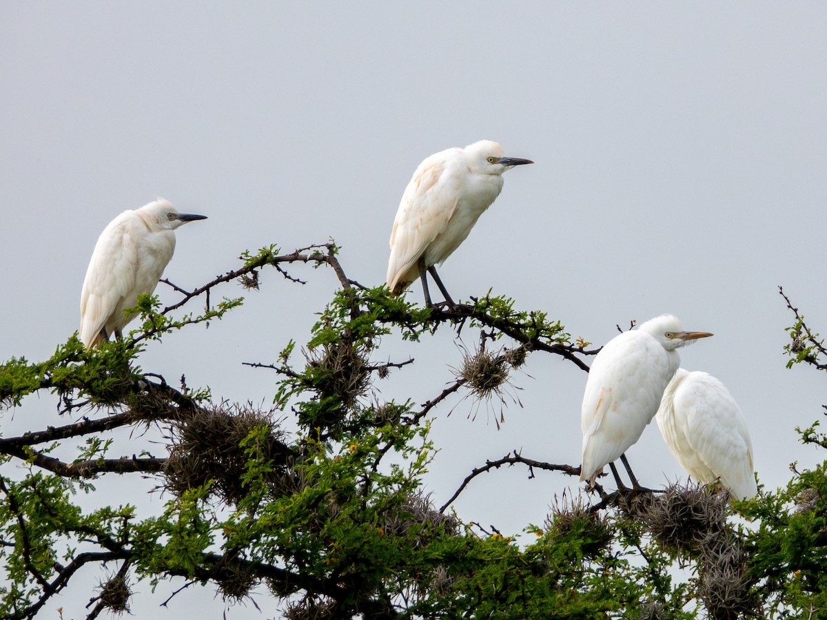 Western Cattle-Egret - ML642074940