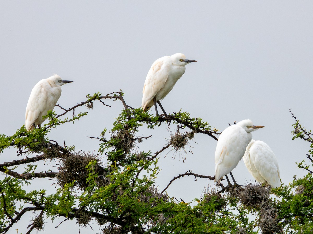 Western Cattle-Egret - ML642074942
