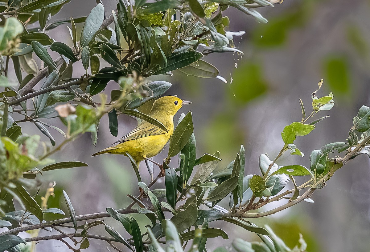 Yellow Warbler - ML642074944