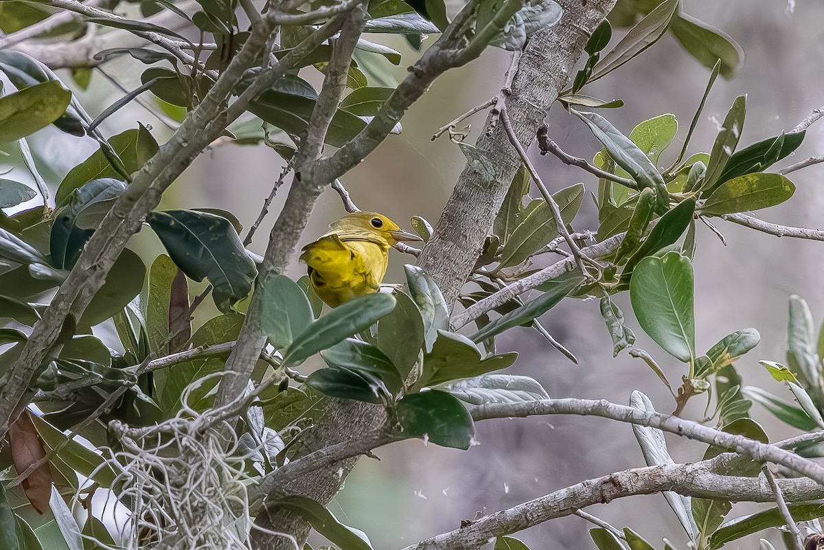 Yellow Warbler - ML642074945