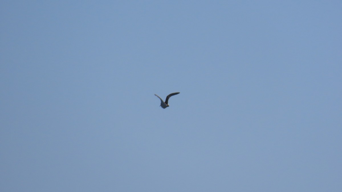 Pectoral Sandpiper - ML642074960