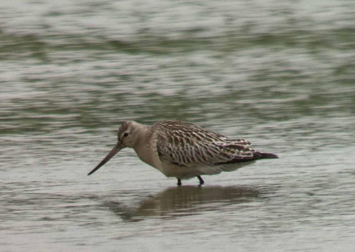 Bar-tailed Godwit - ML642074965