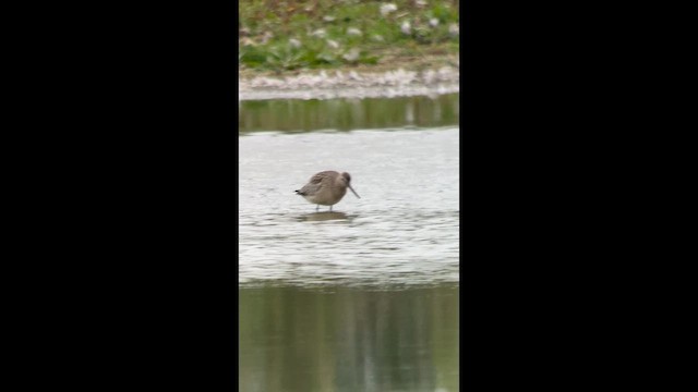 Bar-tailed Godwit - ML642074968