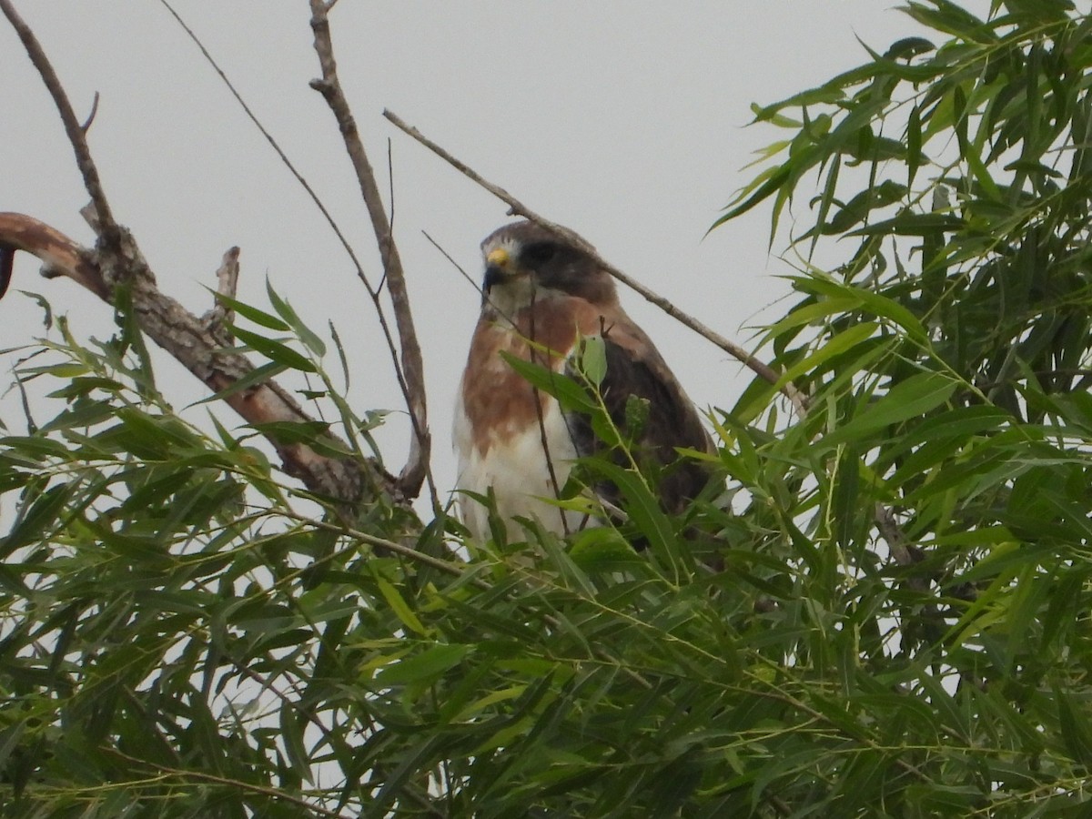 Swainson's Hawk - ML642074969