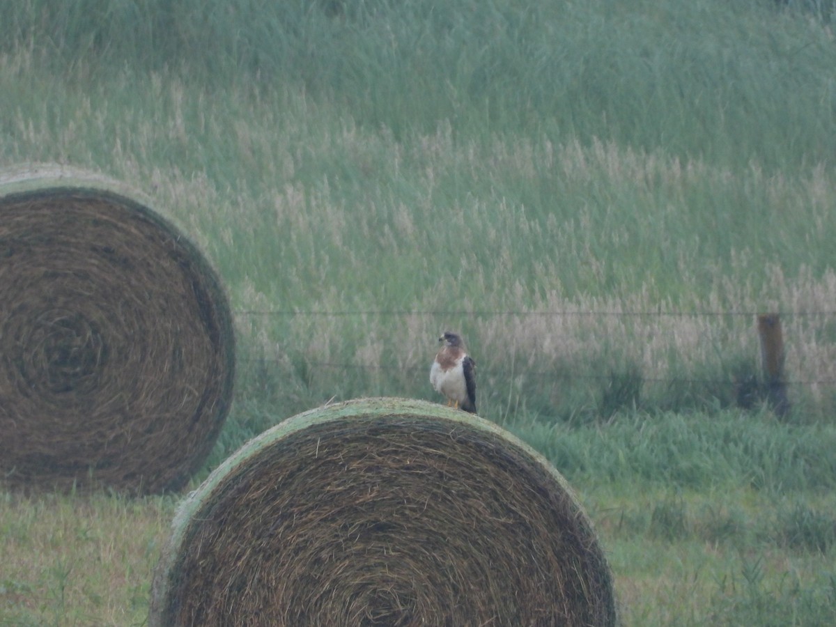 Swainson's Hawk - ML642074970