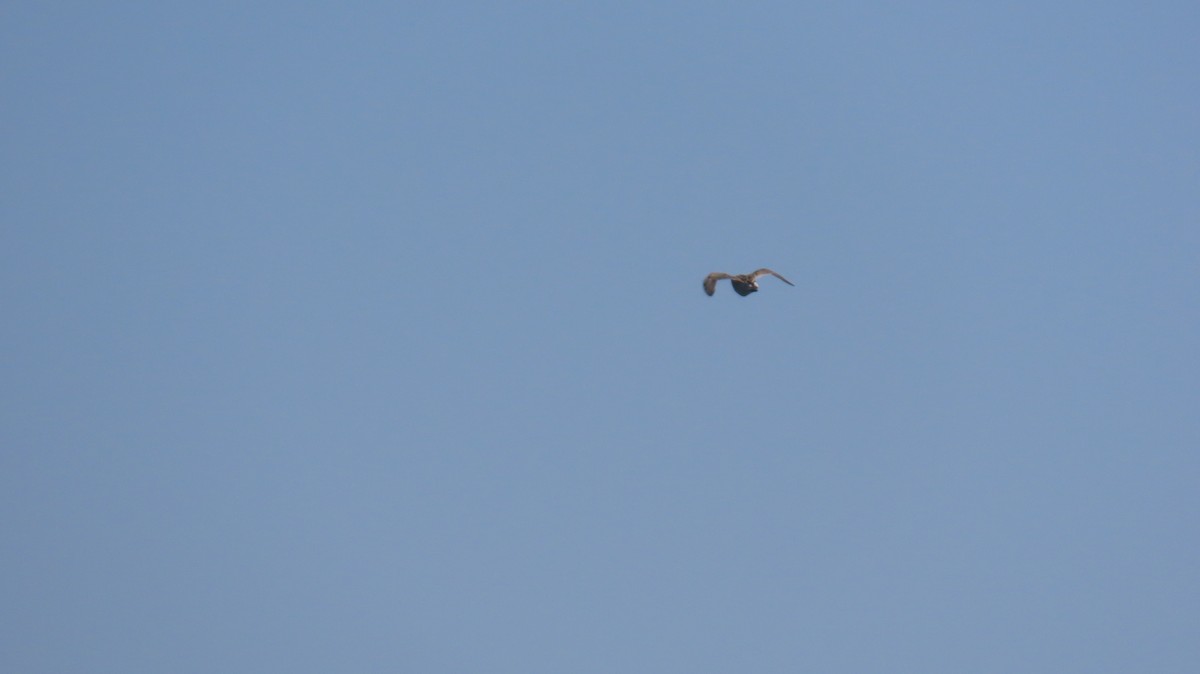 Pectoral Sandpiper - ML642074975