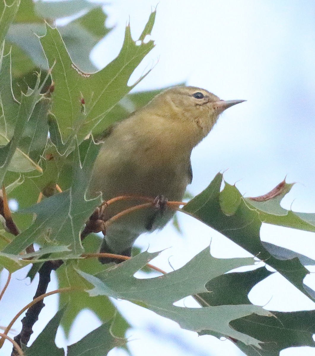Tennessee Warbler - ML642074976