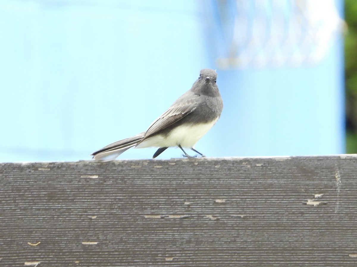 Black Phoebe - ML642074981