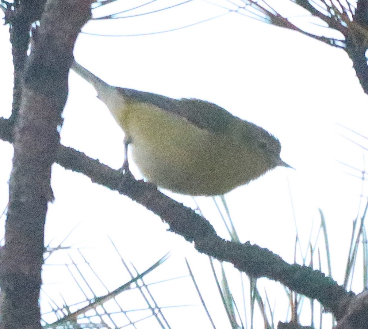 Tennessee Warbler - ML642074985