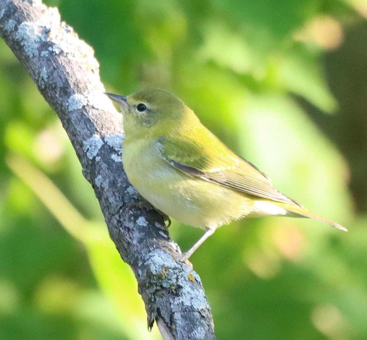 Tennessee Warbler - ML642074989