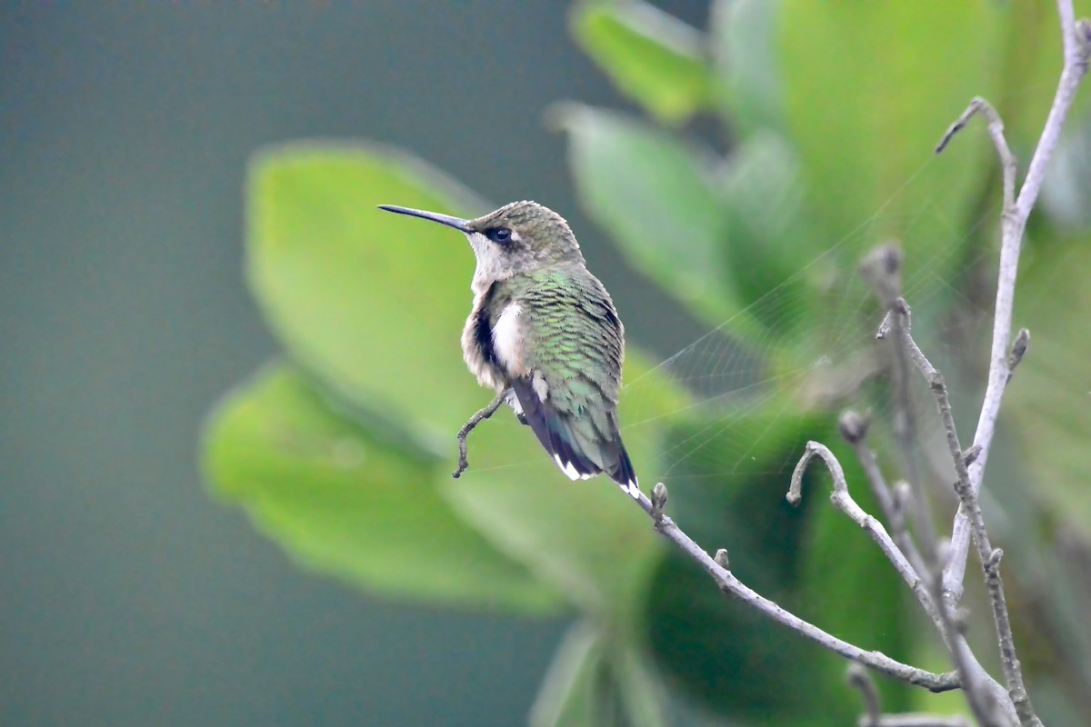 Ruby-throated Hummingbird - ML642074992