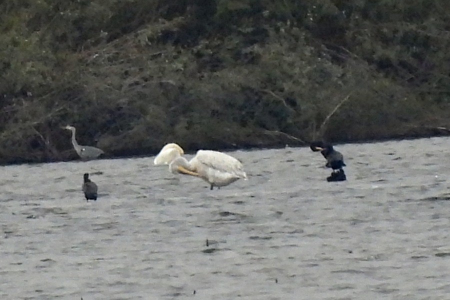 Dalmatian Pelican - ML642074993